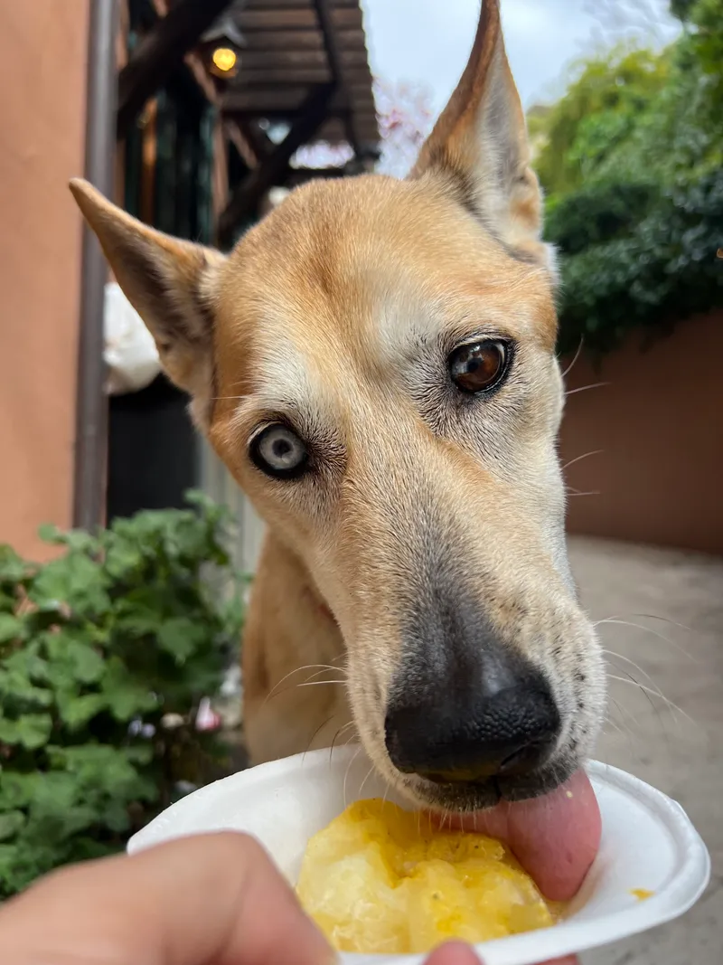 Dog enjoying a pet-friendly shave ice treat at an outdoor event